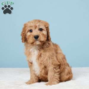 Mario, Cavapoo Puppy